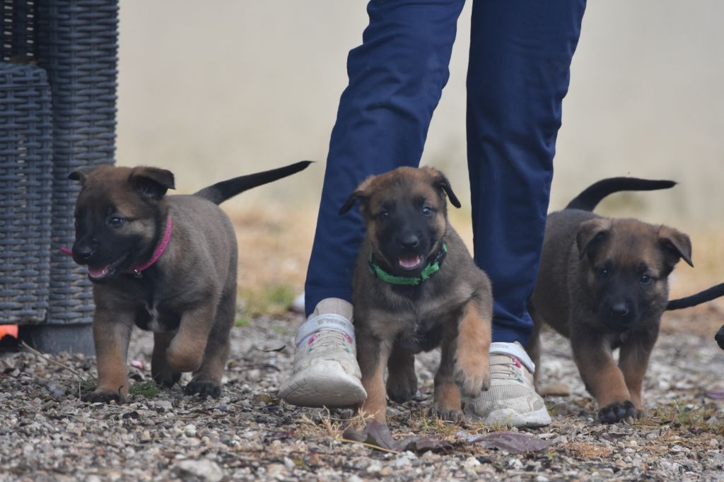 Chiot Berger Belge de la vallée du grand loup