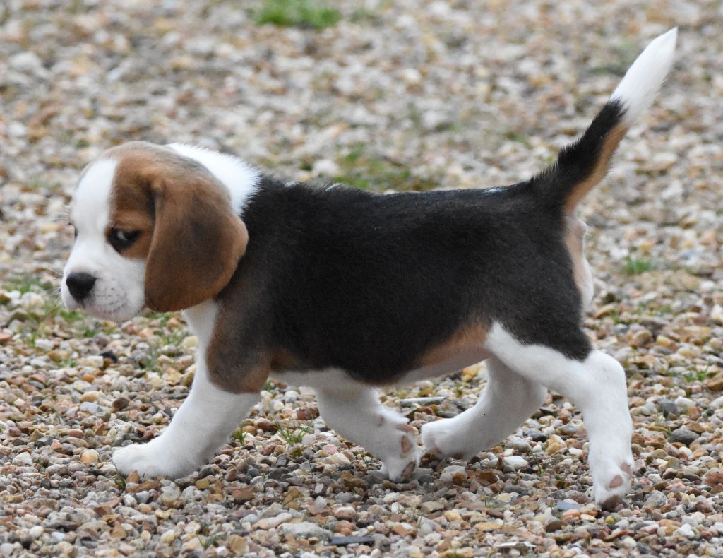 de la vallée du grand loup - Chiots disponibles - Beagle