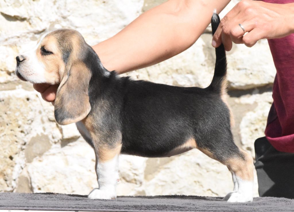 de la vallée du grand loup - Chiots disponibles - Beagle