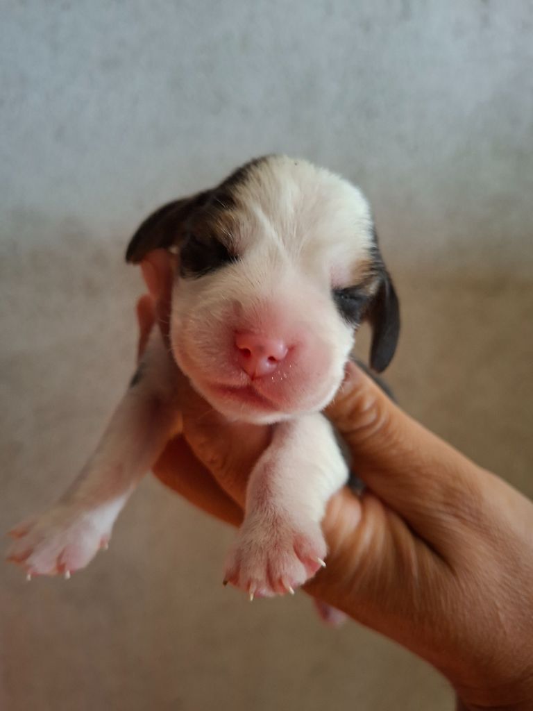 de la vallée du grand loup - Chiots disponibles - Beagle