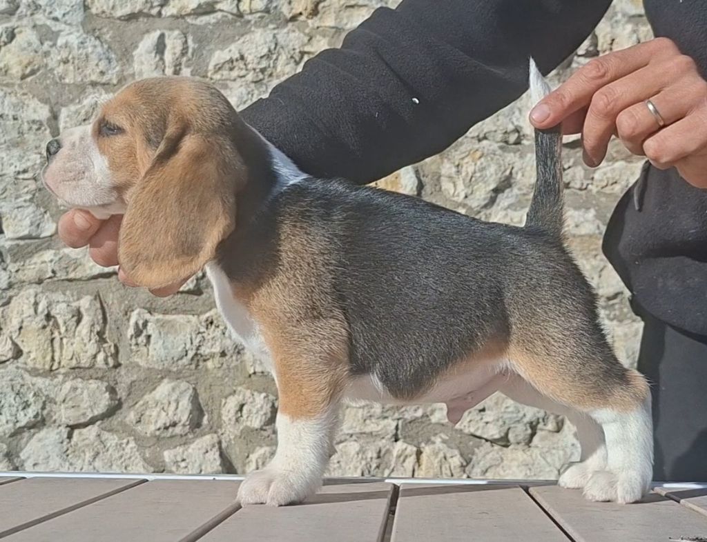 de la vallée du grand loup - Chiots disponibles - Beagle