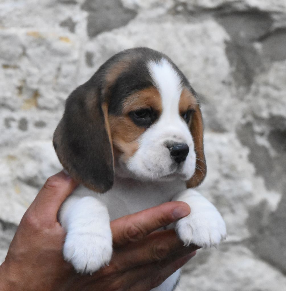 de la vallée du grand loup - Chiots disponibles - Beagle