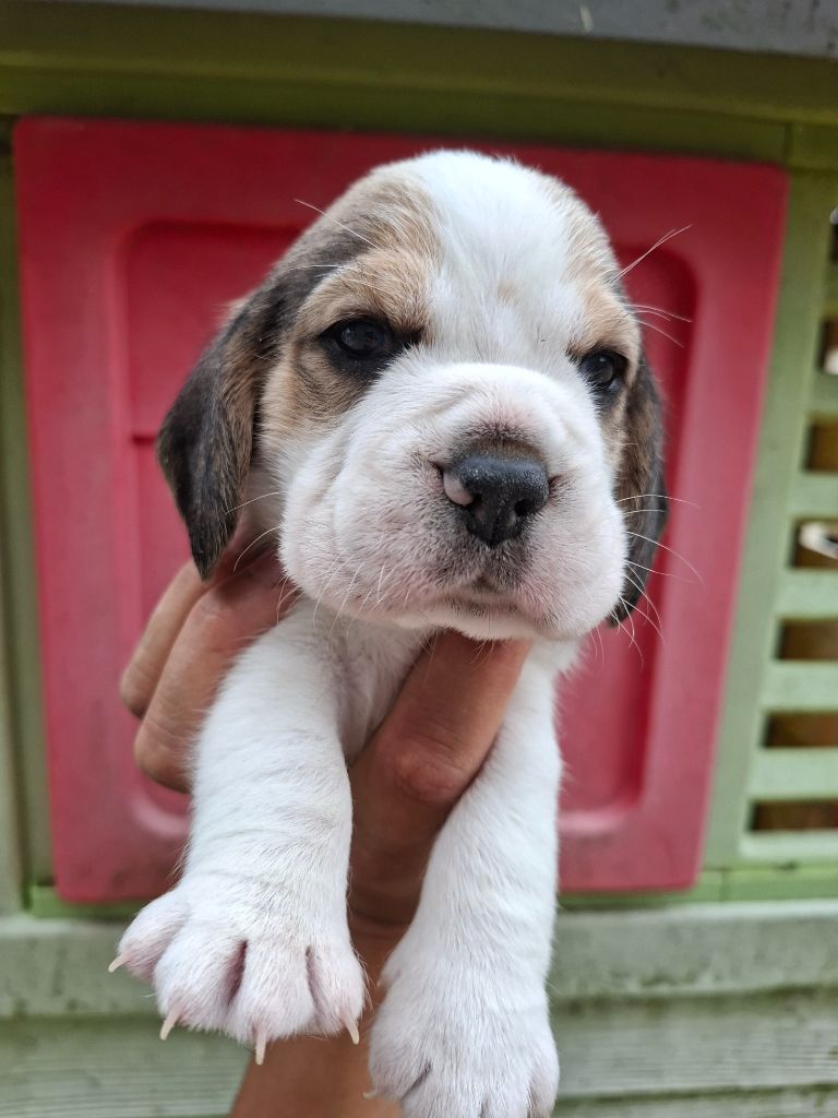de la vallée du grand loup - Chiots disponibles - Beagle