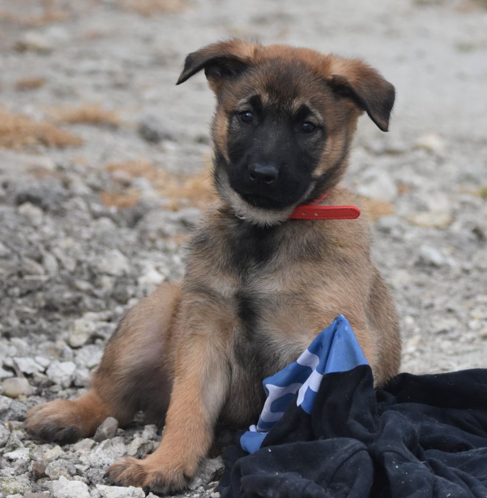 de la vallée du grand loup - Chiots disponibles - Berger Belge