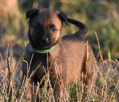 CHIOT 8