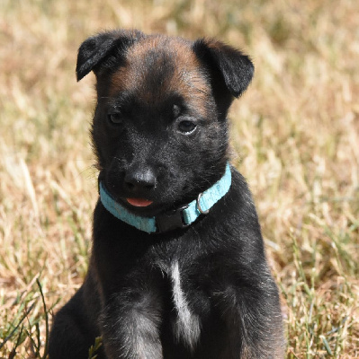 CHIOT