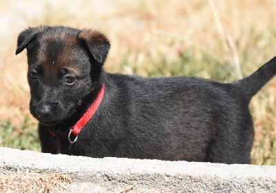 CHIOT 3
