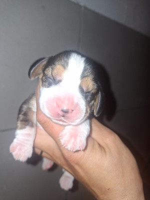 CHIOT 1