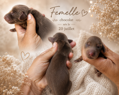 Chiot N°4