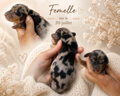 Chiot N°5