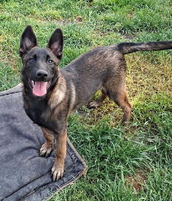 CHIOT