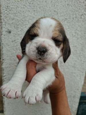 CHIOT