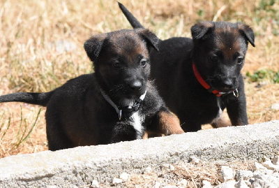CHIOT