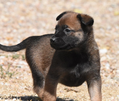 CHIOT 2