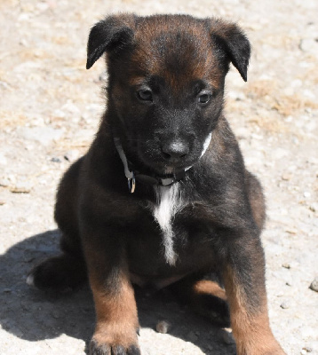 CHIOT