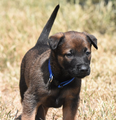 CHIOT
