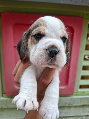 CHIOT