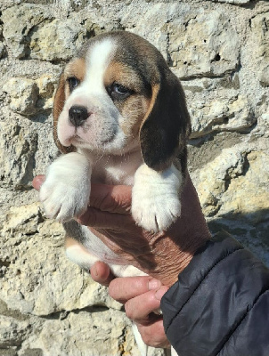 CHIOT
