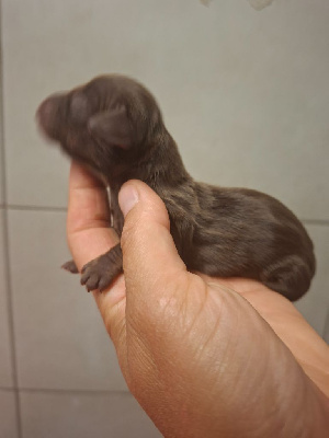 CHIOT
