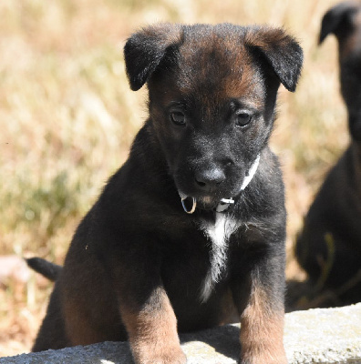 CHIOT