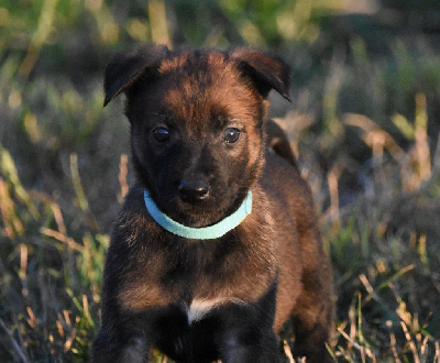 CHIOT 5