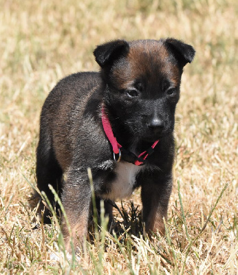 CHIOT
