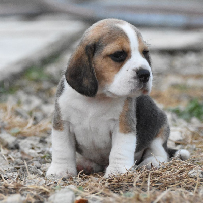 CHIOT