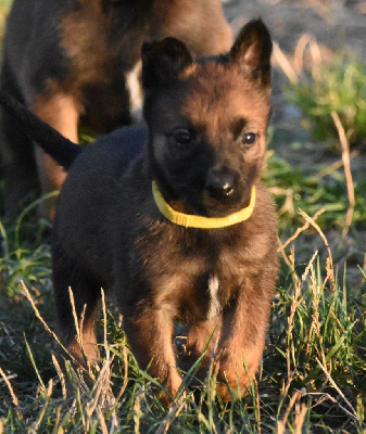 CHIOT 7