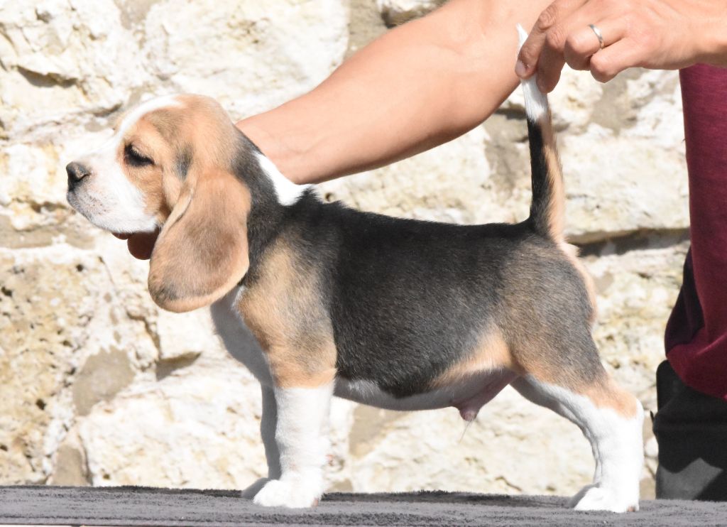 de la vallée du grand loup - Chiots disponibles - Beagle