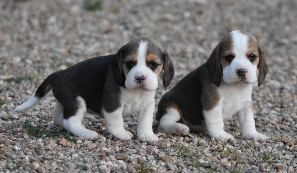 de la vallée du grand loup - Chiots disponibles - Beagle