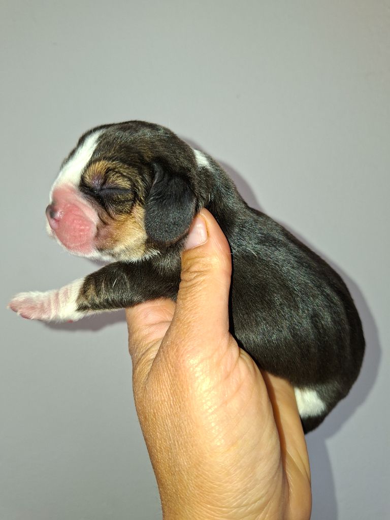 de la vallée du grand loup - Chiots disponibles - Beagle