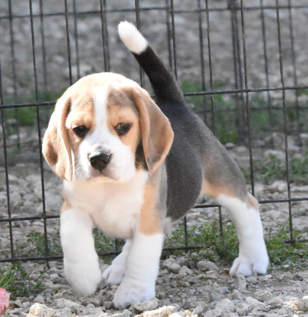 de la vallée du grand loup - Chiots disponibles - Beagle