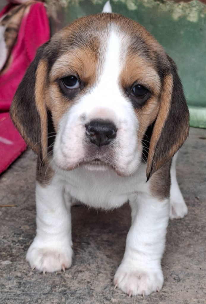 de la vallée du grand loup - Chiots disponibles - Beagle