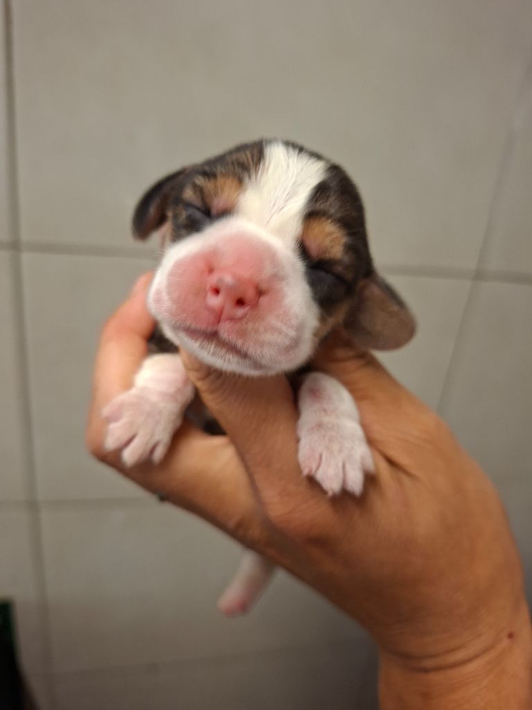 de la vallée du grand loup - Chiots disponibles - Beagle