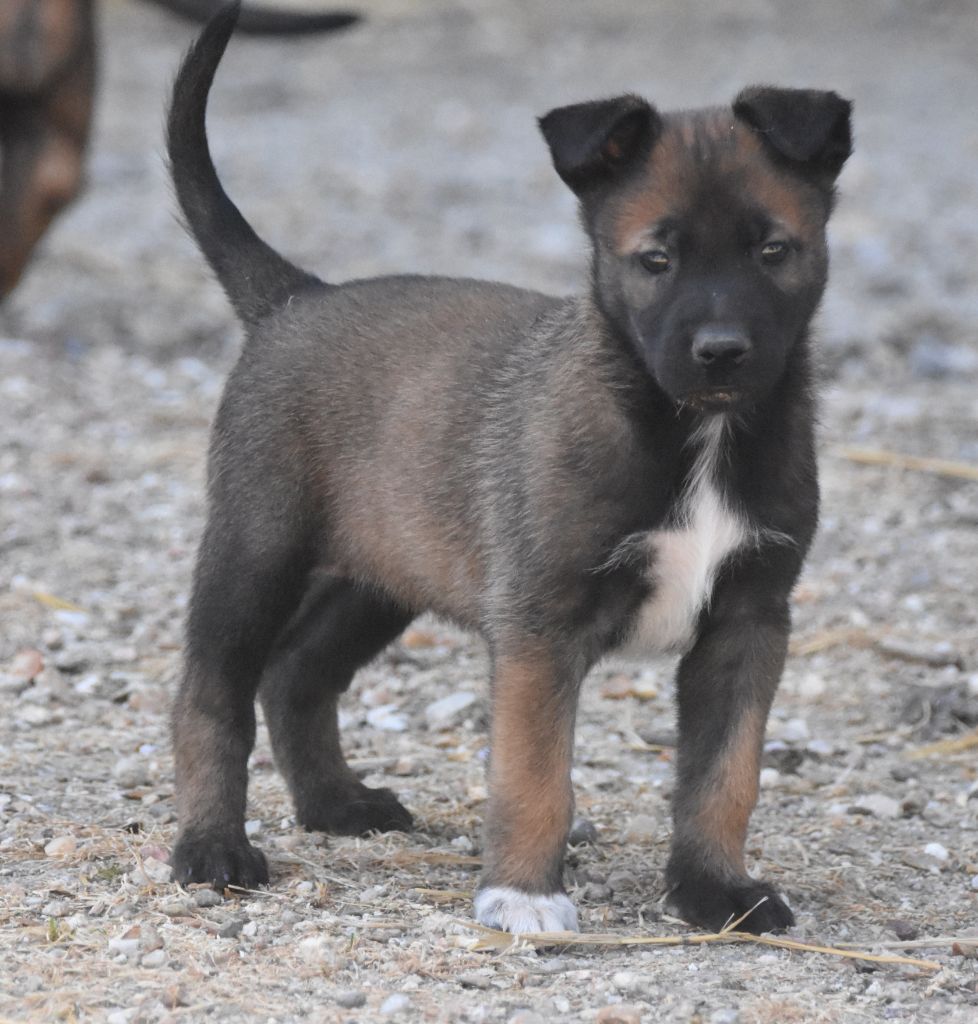 de la vallée du grand loup - Chiots disponibles - Berger Belge