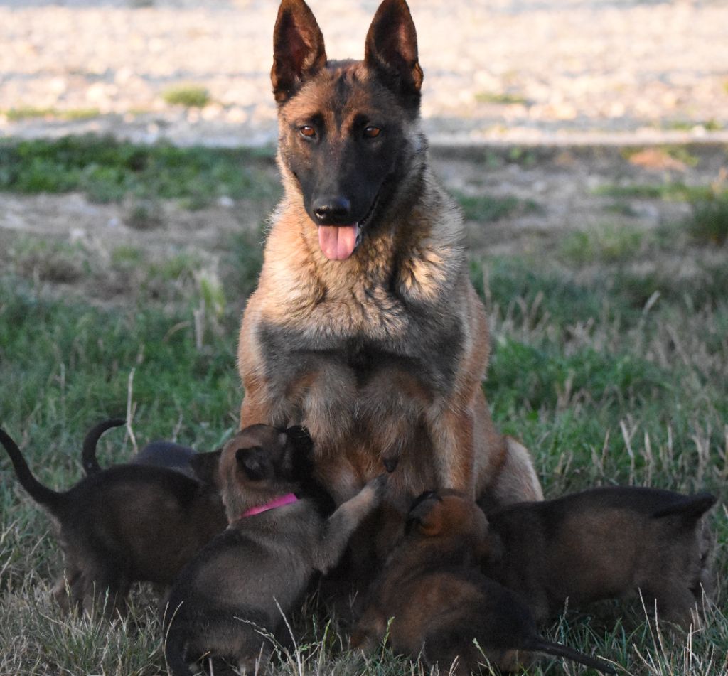 Chiot Berger Belge de la vallée du grand loup