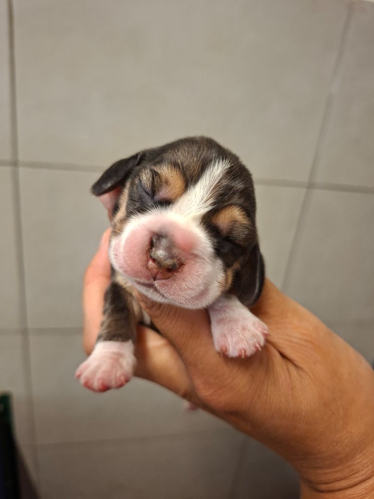 de la vallée du grand loup - Chiots disponibles - Beagle