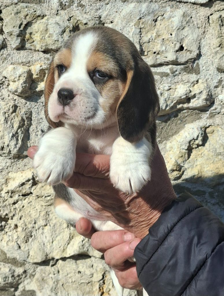 de la vallée du grand loup - Chiots disponibles - Beagle