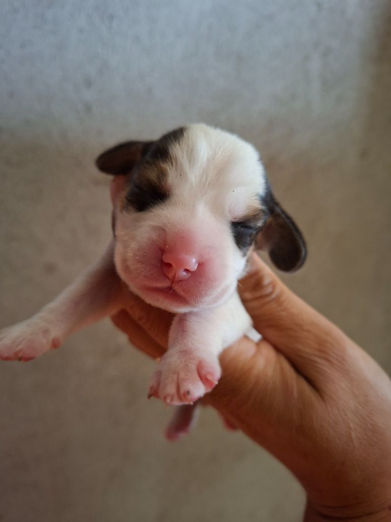 de la vallée du grand loup - Chiots disponibles - Beagle