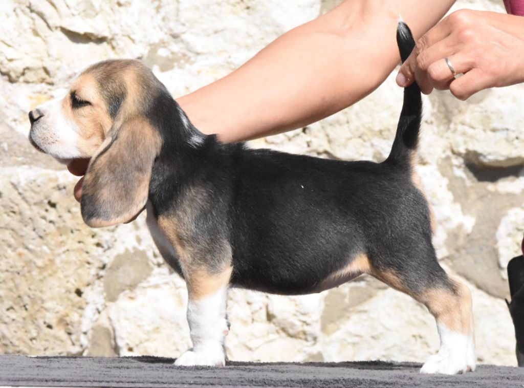 de la vallée du grand loup - Chiots disponibles - Beagle