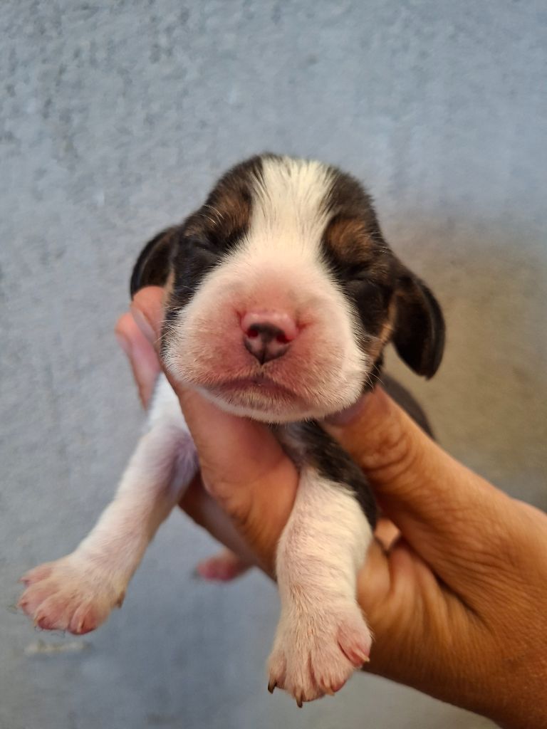 de la vallée du grand loup - Chiots disponibles - Beagle