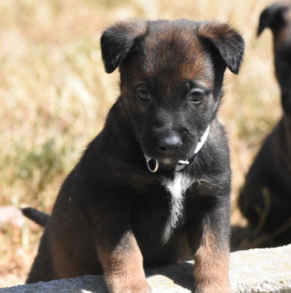 de la vallée du grand loup - Chiots disponibles - Berger Belge