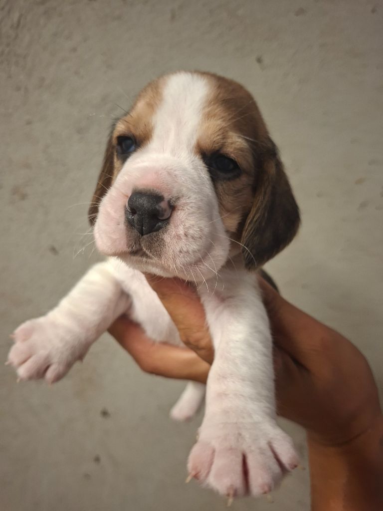 de la vallée du grand loup - Chiots disponibles - Beagle