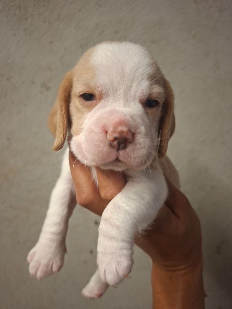 de la vallée du grand loup - Chiots disponibles - Beagle