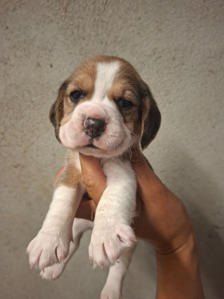 de la vallée du grand loup - Chiots disponibles - Beagle