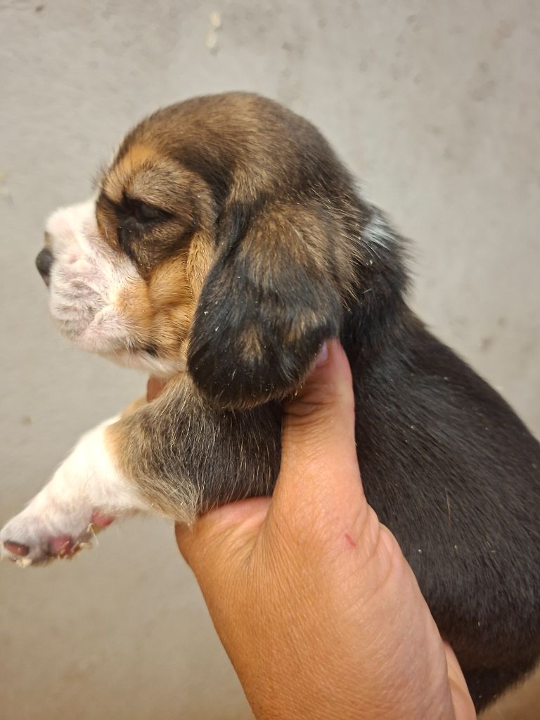 Chiot Beagle de la vallée du grand loup