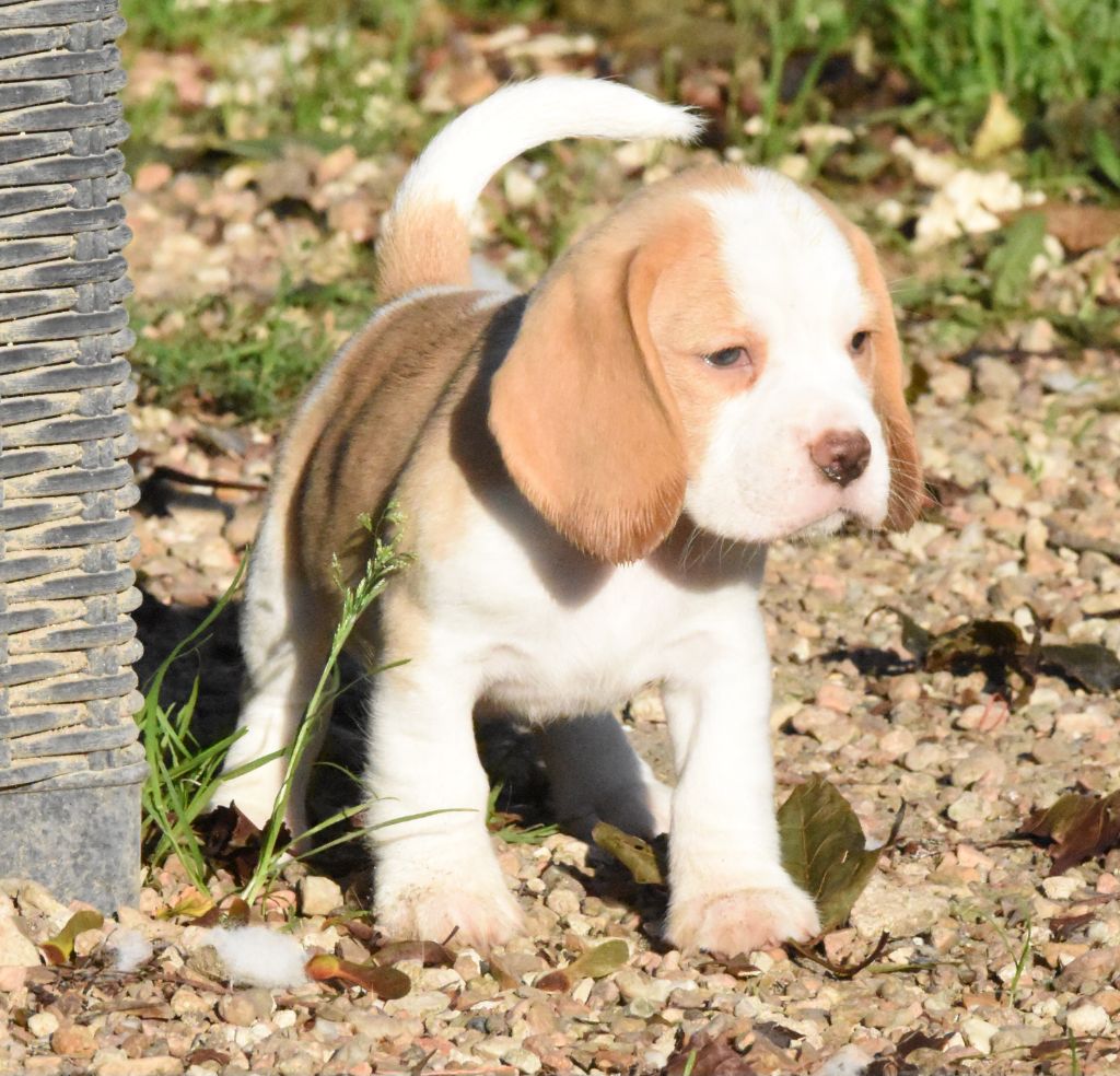 de la vallée du grand loup - Chiots disponibles - Beagle