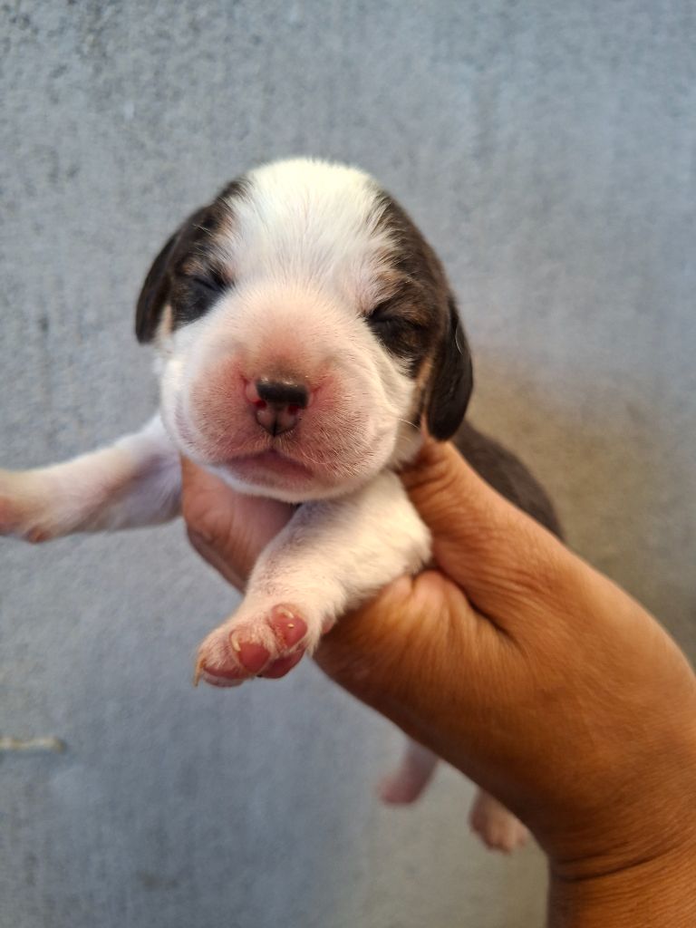 CHIOT