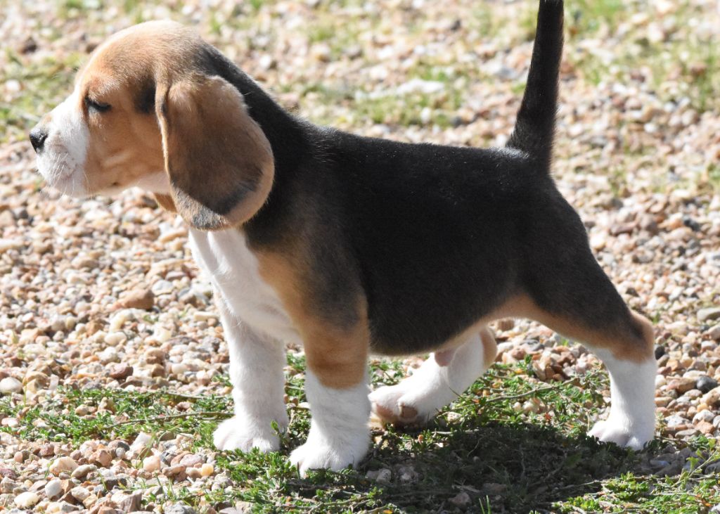 de la vallée du grand loup - Chiots disponibles - Beagle