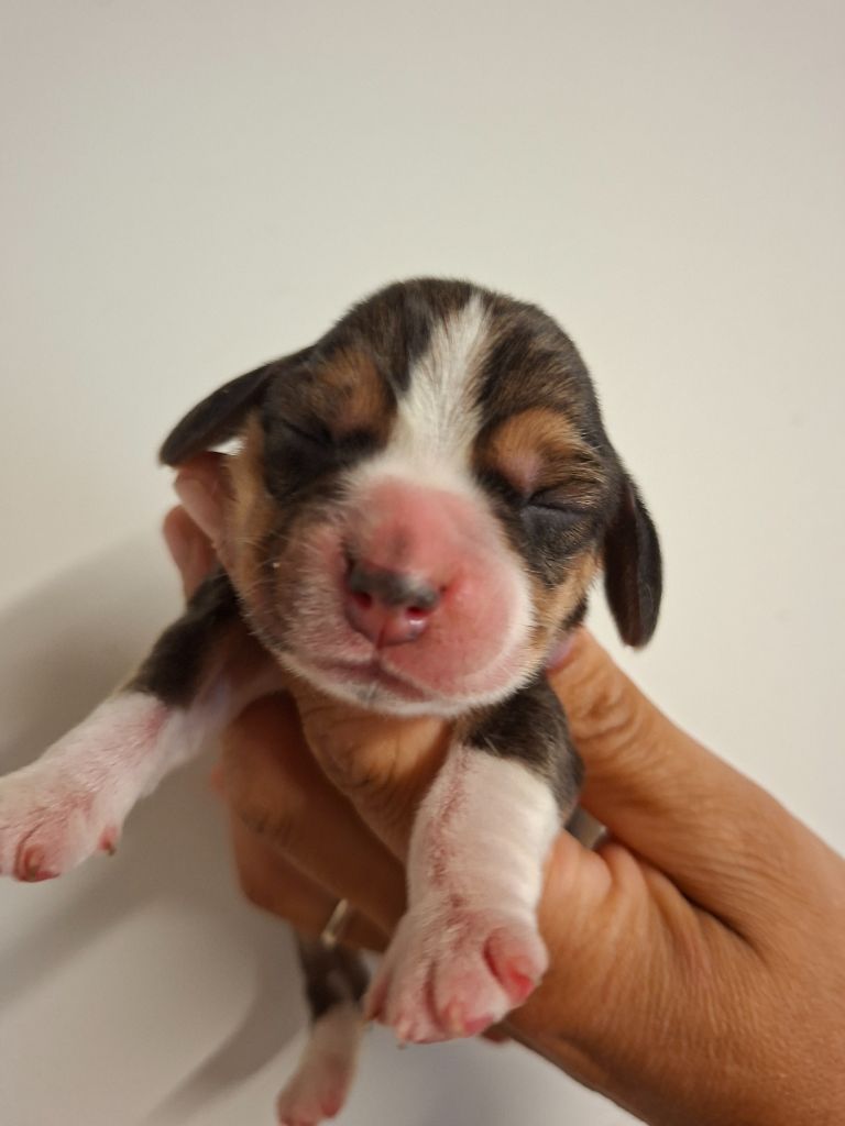de la vallée du grand loup - Chiots disponibles - Beagle